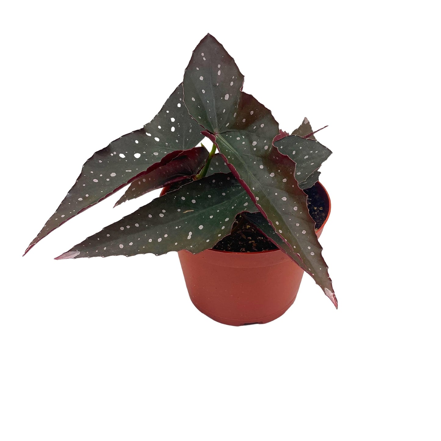 Harmony's Dark Angel, Angel Wings Polka dot Begonia Rex, 6 inch, Very Rare Homegrown Exclusive Unique Variegated Begonia