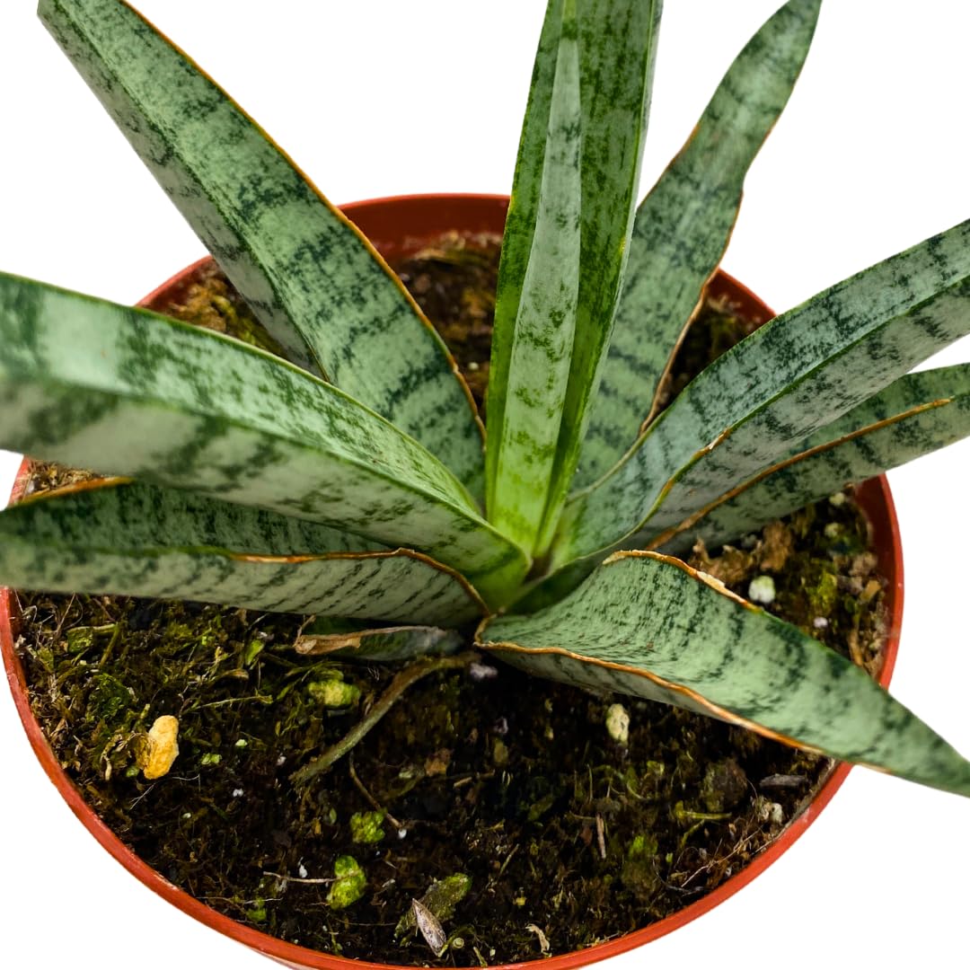 BubbleBlooms Sansevieria Icicle 4 inch Rare Snake Plant