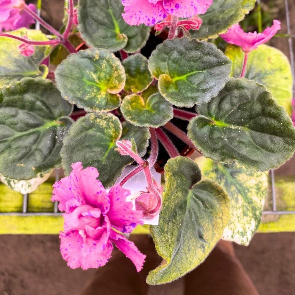 Amour Elite African Violet, 4 inch, Gesneriad Pink Flower Purple Splash Flush Variegated