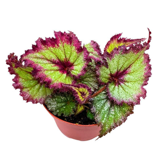 Harmony's Draco 6 inch Begonia Rex Glittery Purple Green