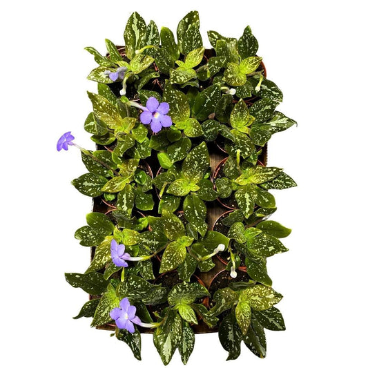 BubbleBlooms Michaelmoelleria Vietnamensis Rare Gesneriad Bulk Wholesale 15-Pack 4-inch Pots