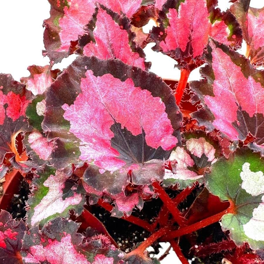 Harmony's Red Robin Begonia, in a 6 inch Pot, Begonia rex