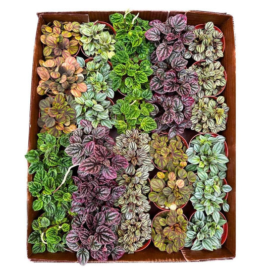 Harmony Foliage Ripple Peperomia Assortment in 4 inch pots 15-Pack Bulk Wholesale