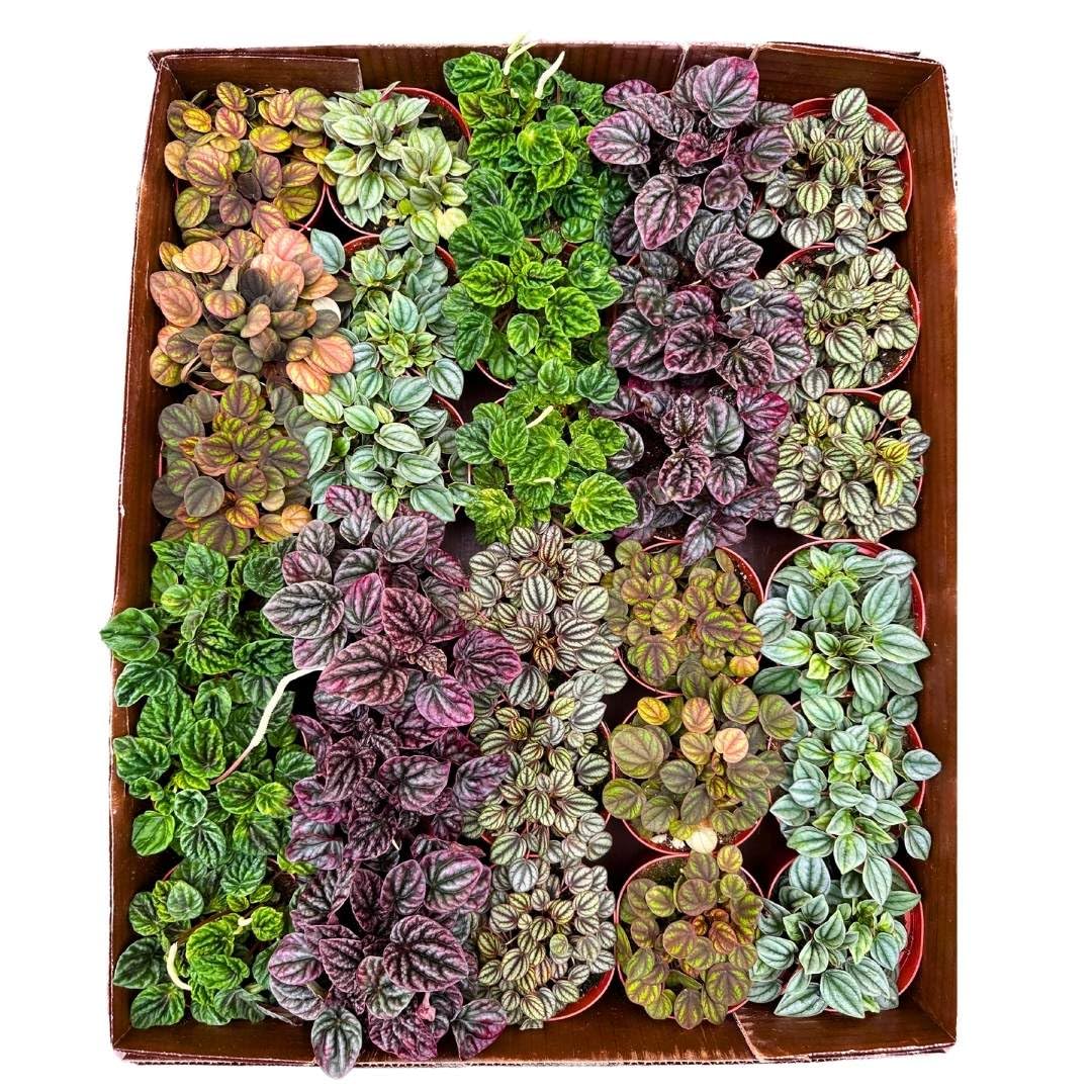 Harmony Foliage Ripple Peperomia Assortment in 4 inch pots 30-Pack Bulk Wholesale