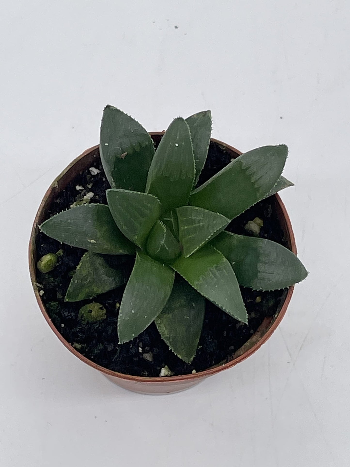 African Emeralds, Rare Haworthia Retusa, in 2 inch Pot Super Cute Great Plant Gift, Collector's Succulent, Live Potted Rooted and Wrapped