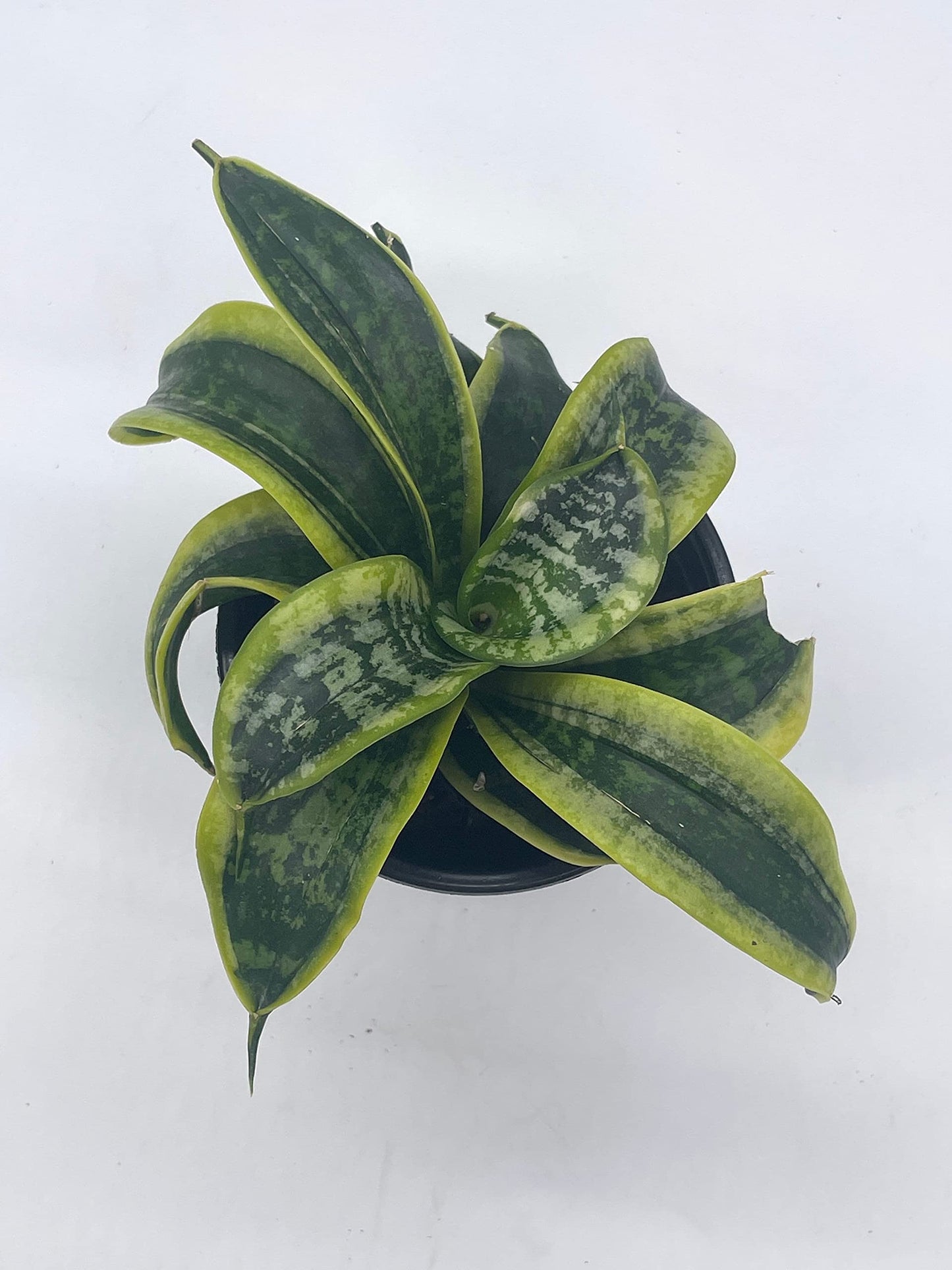 Sansevieria Twist, trifasciata, Twisted Sister, Rare Variegated Snake Plant in 4 inch Pot