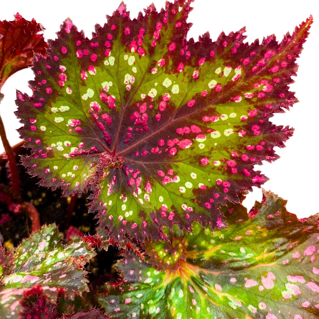 Harmony Foliage Harmony's Voodoo Queen Begonia Rex 4 inch Pink Green White