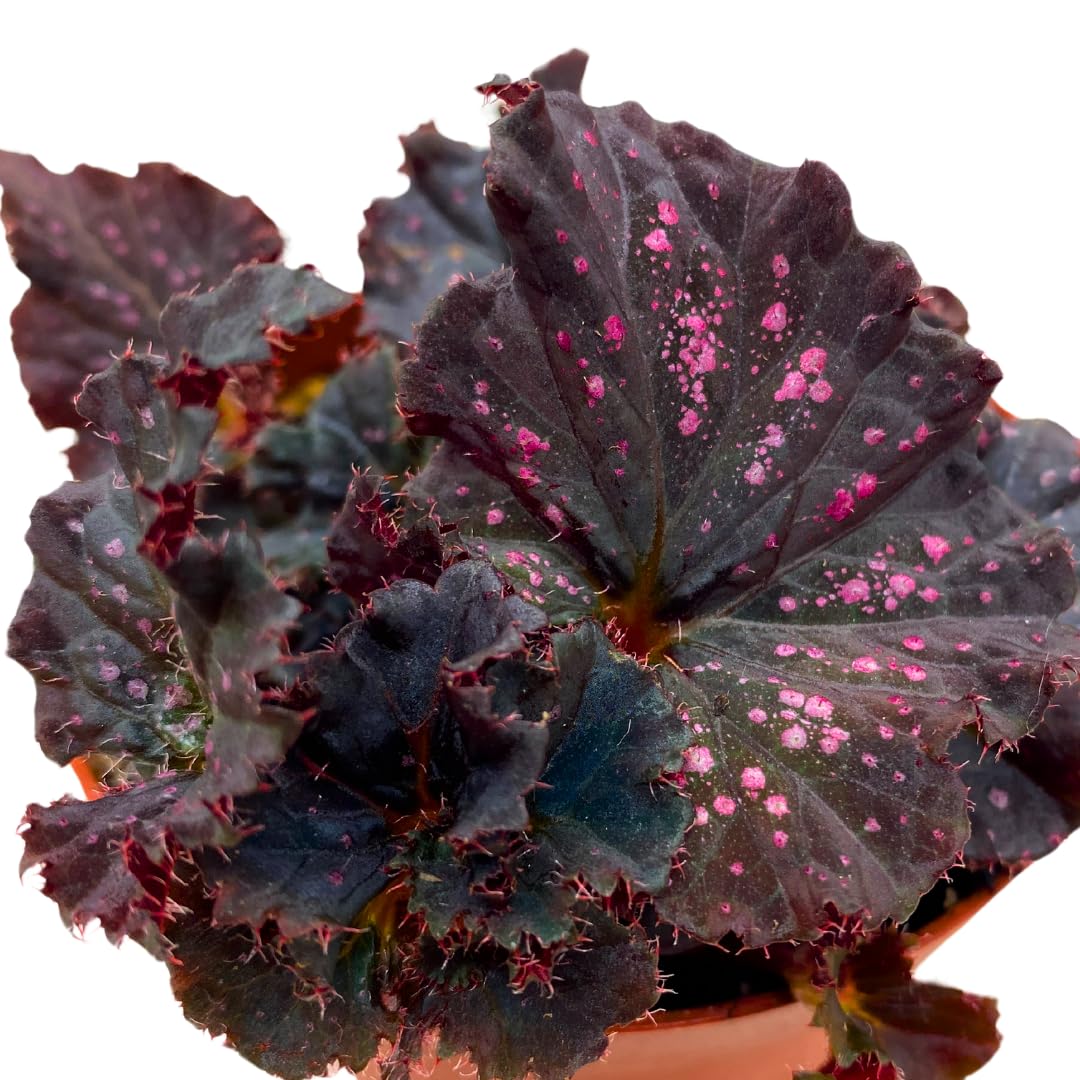 Harmony Foliage Harmony's Midnight Madness Begonia Rex 4 inch Black and Pink