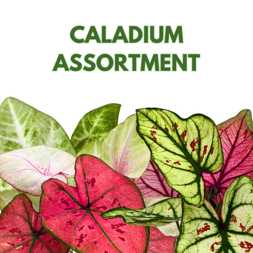 BubbleBlooms Caladium Assortment in 2 inch Pots Set of 3