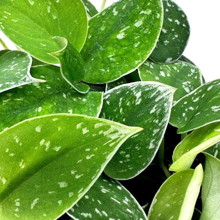 philodendron satin silver BubbleBlooms Silver Pothos in a 6 inch Pot Satin Silver Philodendron, – Florida House Plants