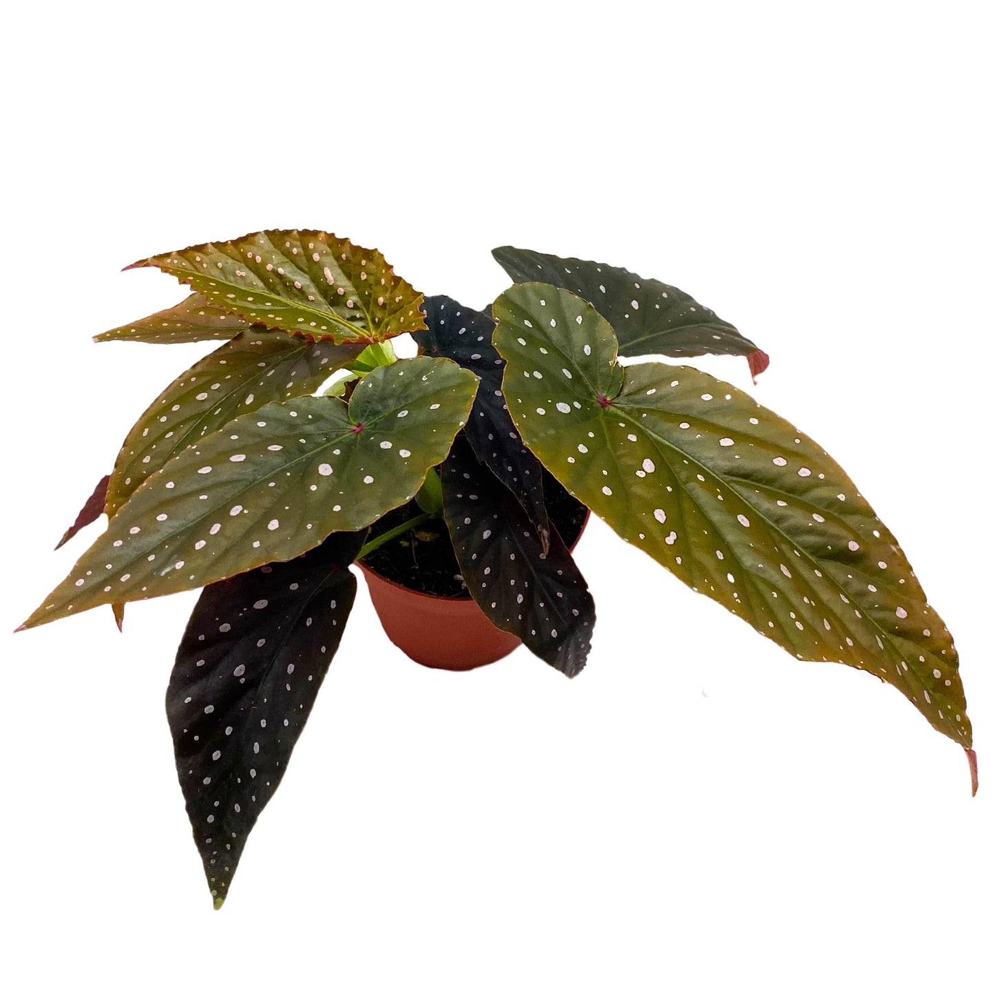 Harmony Foliage Harmony's Black Magic Angel Wing Cane Begonia 4 inch