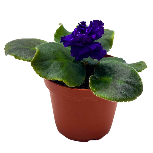 Harmony Foliage VaT Dark Mistress African Violet Saintpaulia 4 inch