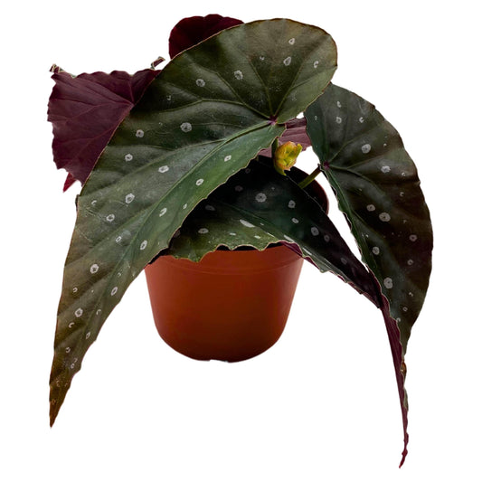 Harmony Foliage Harmony's Dark Side of The Moon Angel Wing Cane Begonia 4 inch