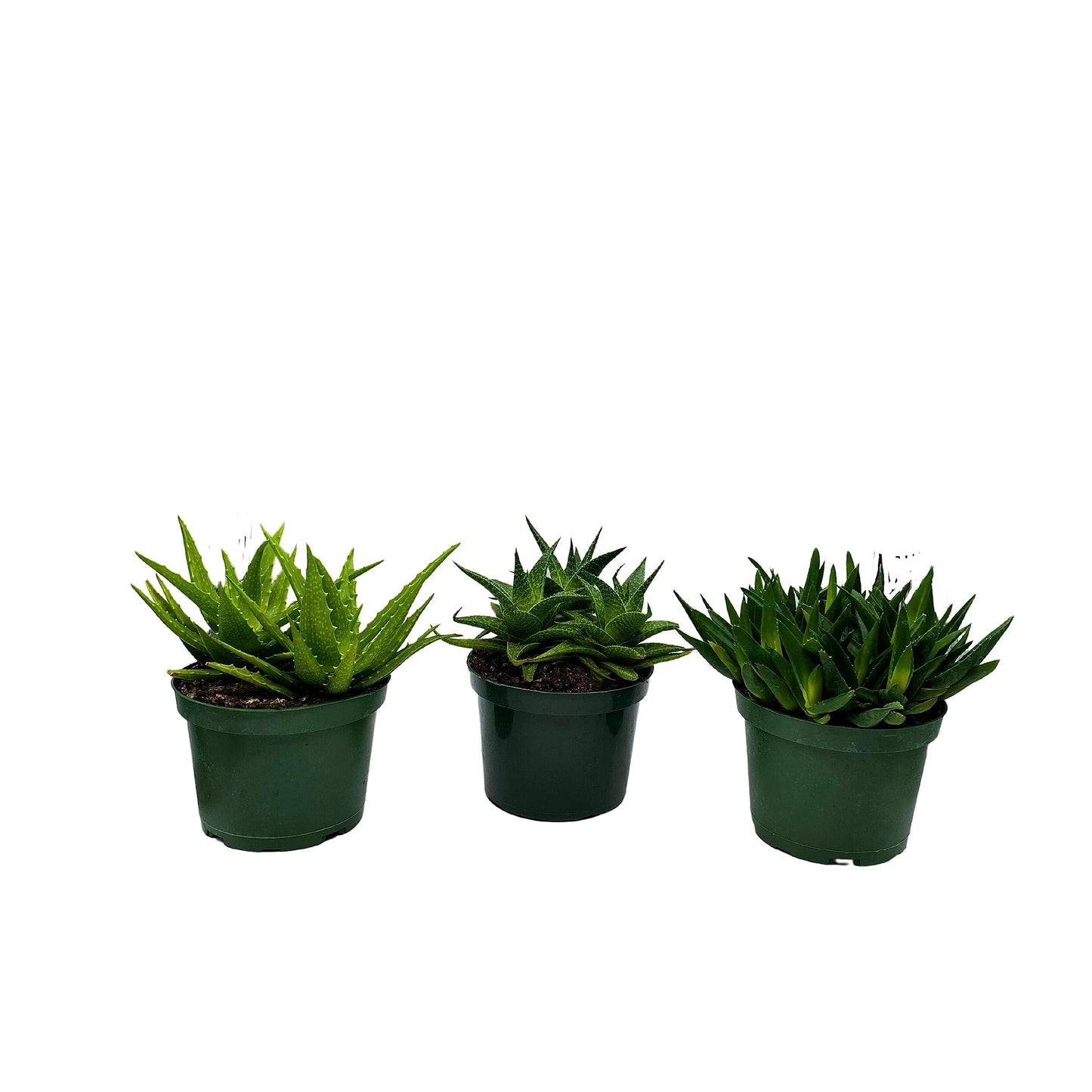 Aloe Assortment, Aloe Variety Set of 3, Grower's Choice in 6 inch pots
