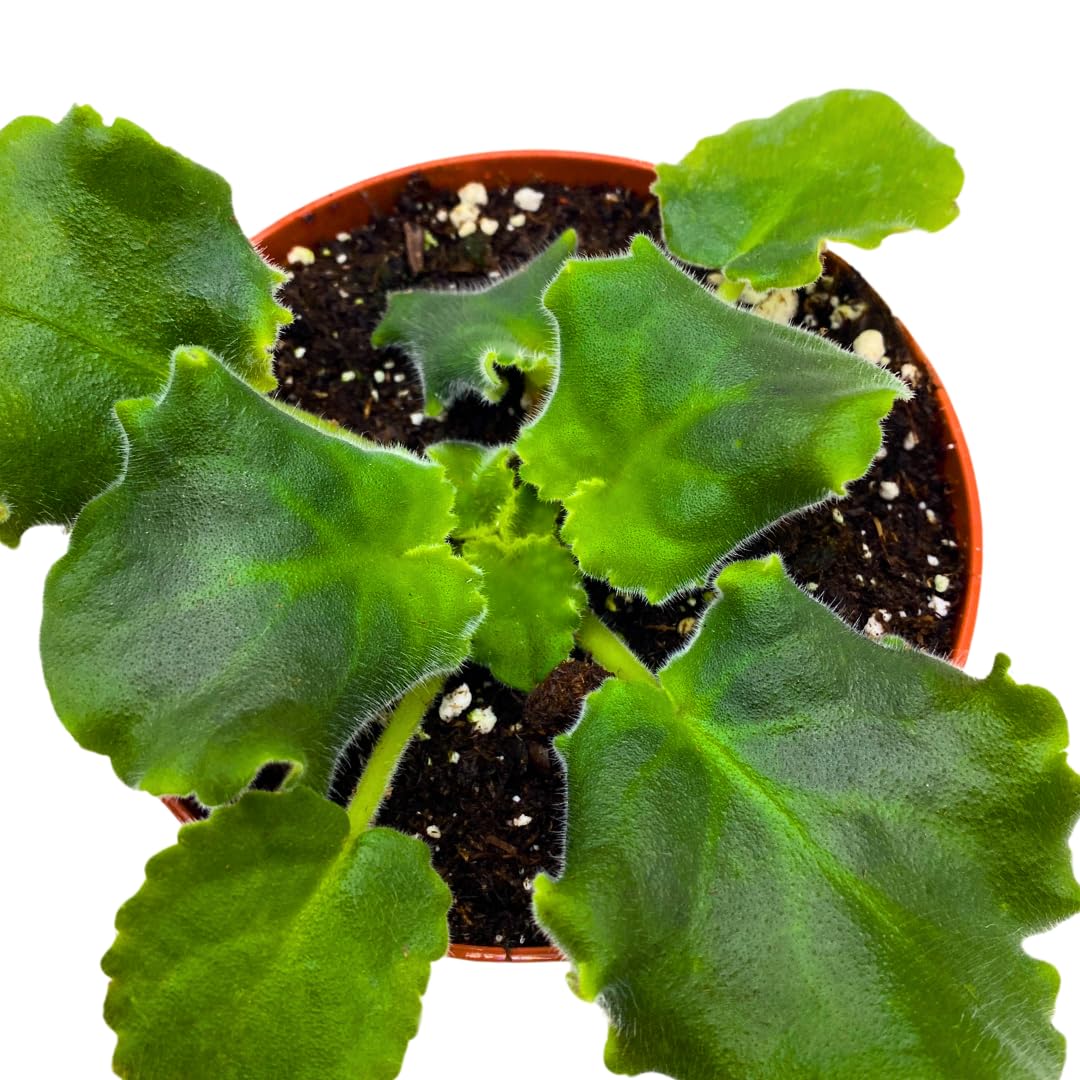 Harmony Foliage African Violet LE Shantal 4 inch White Red Ruffle