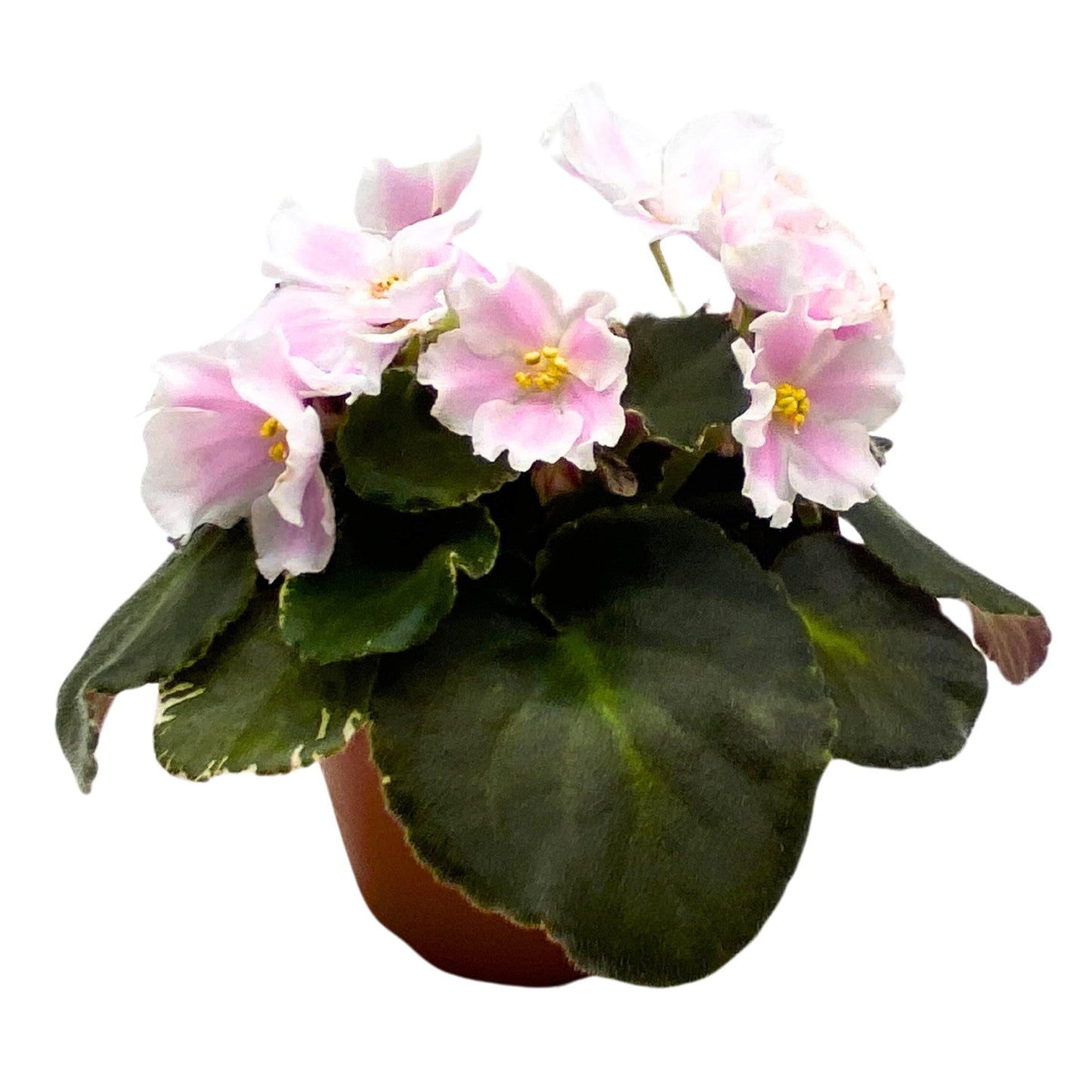 Harmony Foliage Carolina Elegant Affair Variegated African Violet Saintpaulia 4 inch