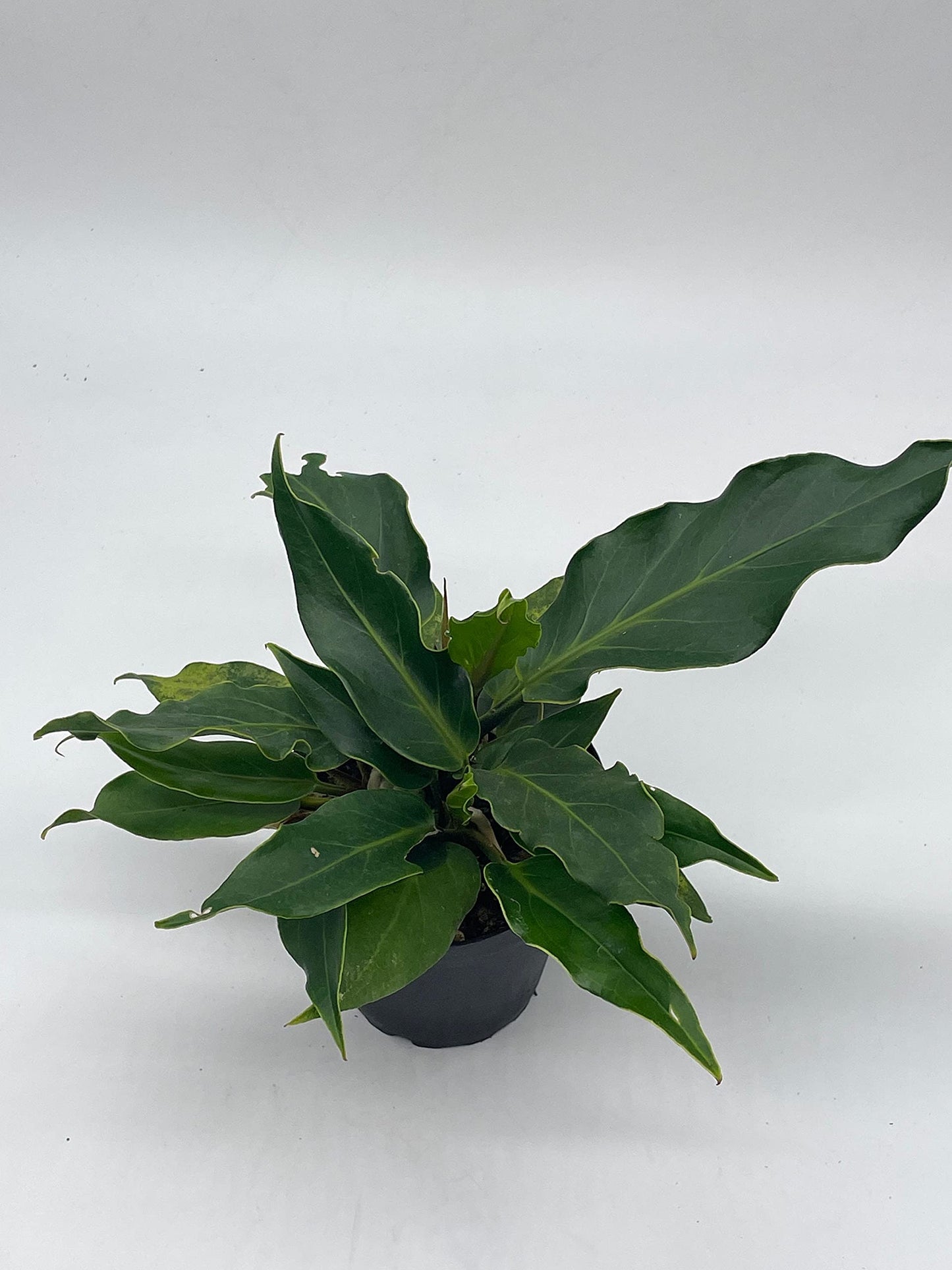 Anthurium Hookeri, Wave of Love, 4 inch Plowmanii Bird's nest