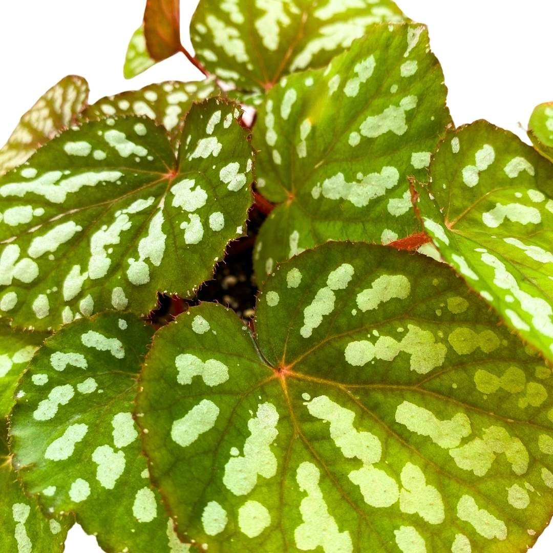 Harmony Foliage Begonia Rex Betsy, 6 inch Irridescent