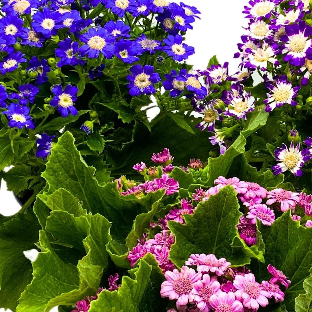 BubbleBlooms Flowering Cineraria Pericallis hybrida cruenta Ragwort Set of 3 in 4 inch pots Mother's Day Seasonal Plants