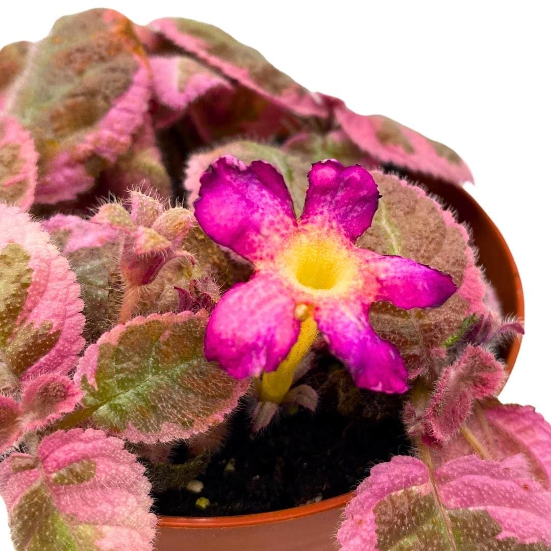Harmony Foliage Episcia Pink Smoke Rare Variegated Flame Violet Flowering Gesneriad
