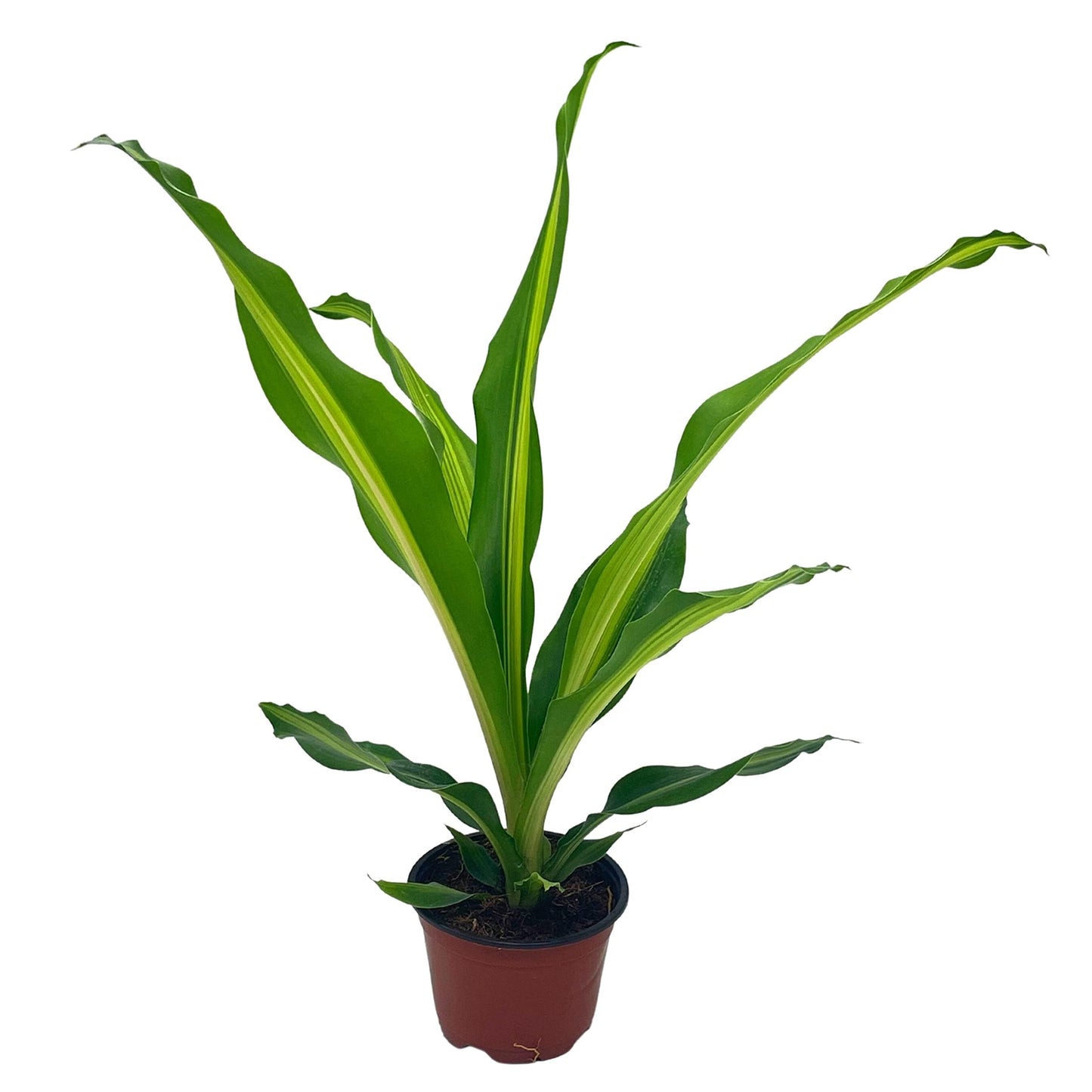 Song of India, 4 inch Dracaena reflexa, Song of Jamaica, Variegated Striped House Plant