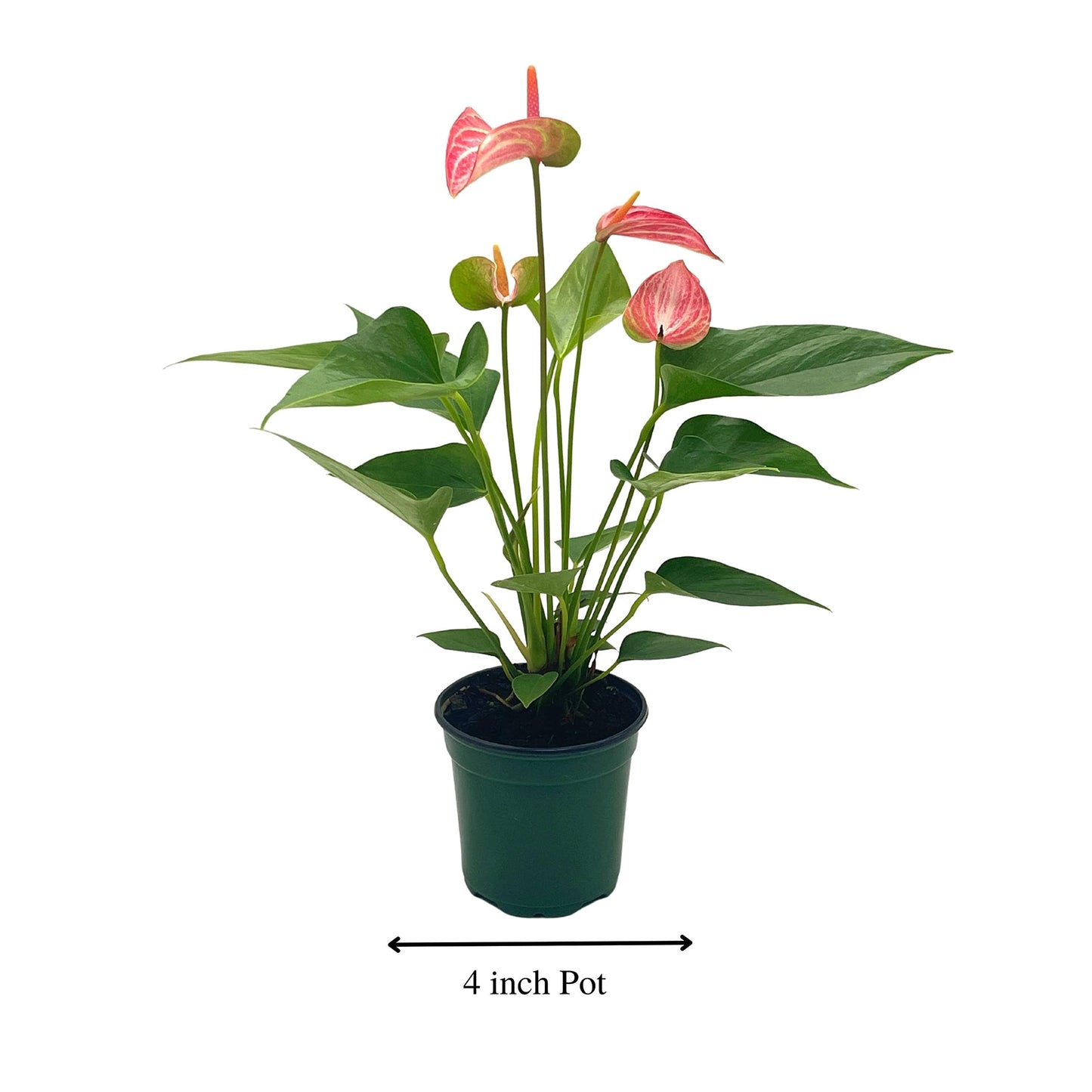 Anthurium Peppermint, 4 inch, Pink and White Sriped Variegated Flowers