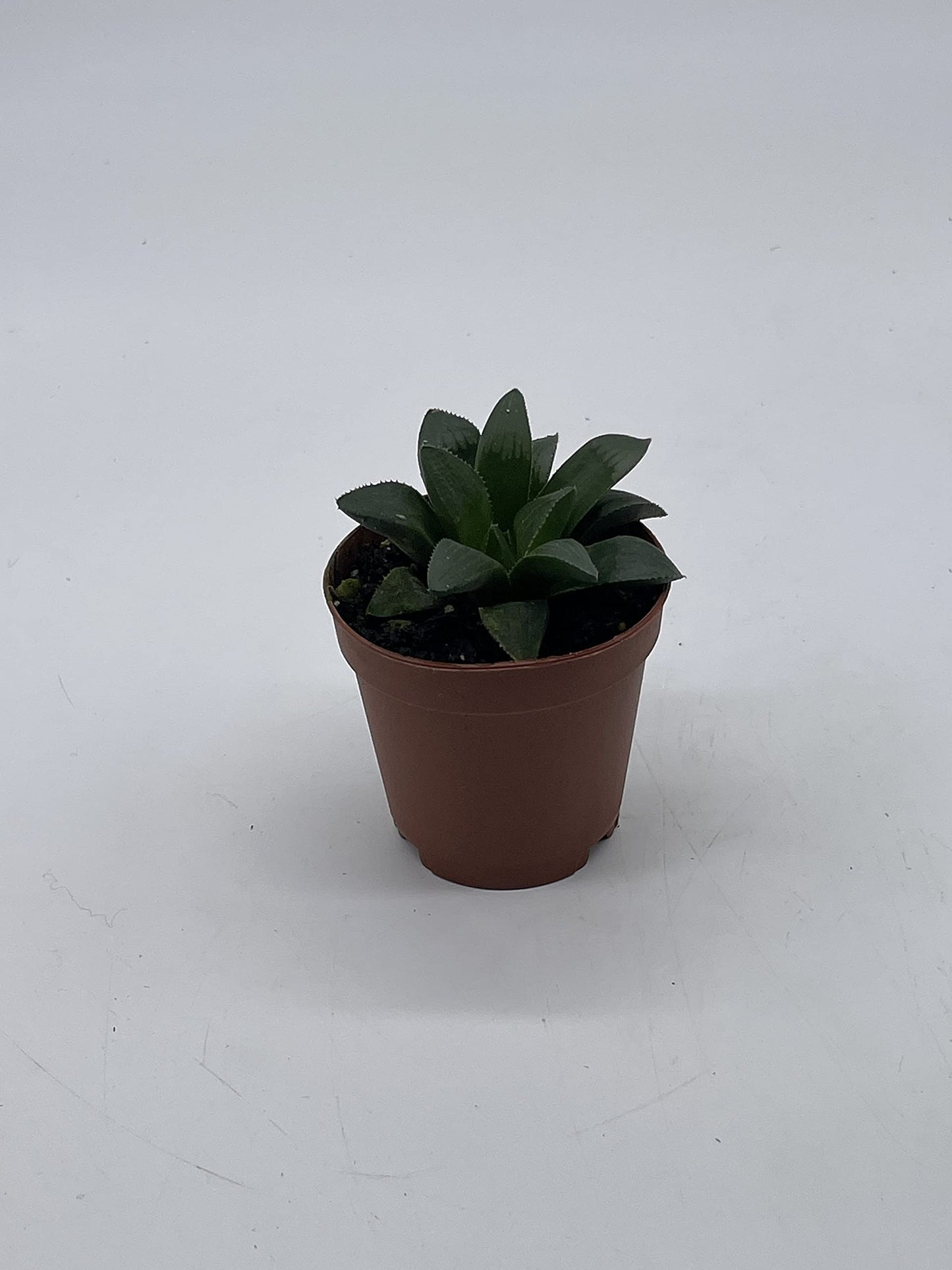 African Emeralds, Rare Haworthia Retusa, in 2 inch Pot Super Cute Great Plant Gift, Collector's Succulent, Live Potted Rooted and Wrapped