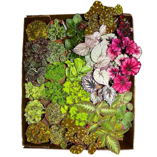 BubbleBlooms Harmony's Sample Box Full Case 30 4-inch Bulk Begonia, Episcia, African Violet, Angel Wing, Peperomia, Piper Variety Pack