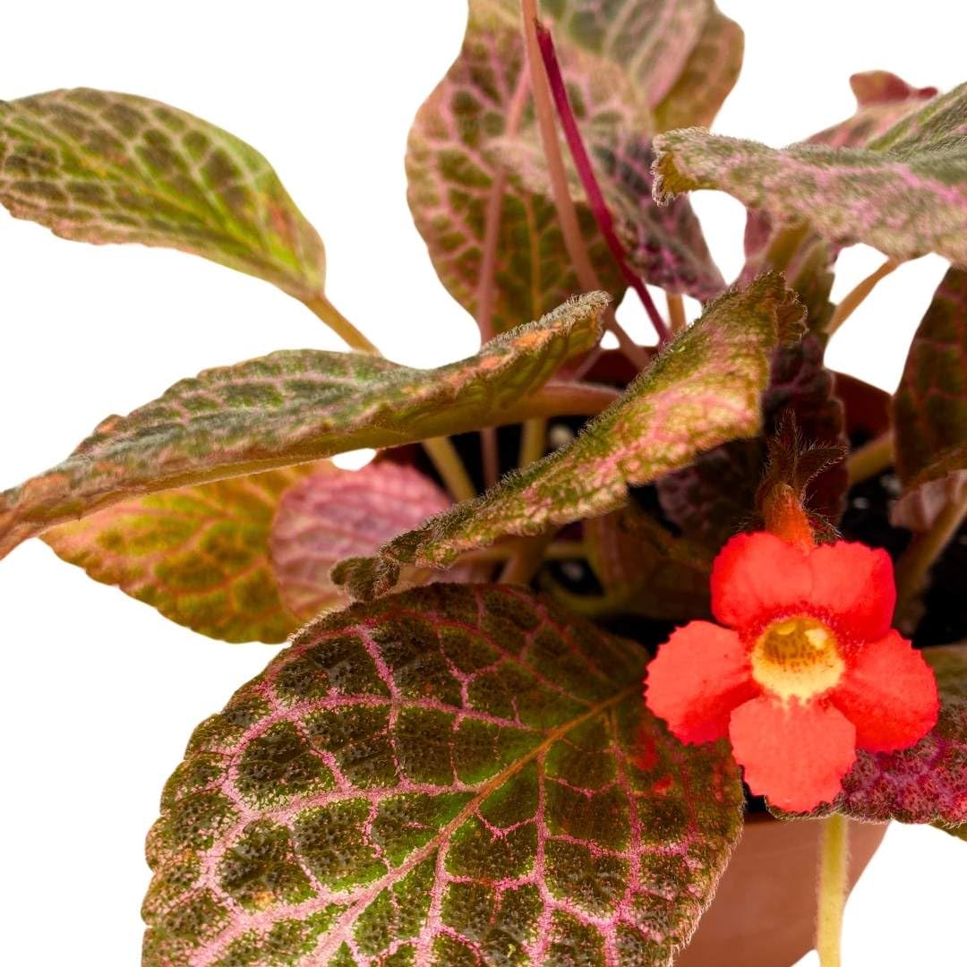 Harmony Foliage Episcia Strawberry Fields Flame Violet 4 inch