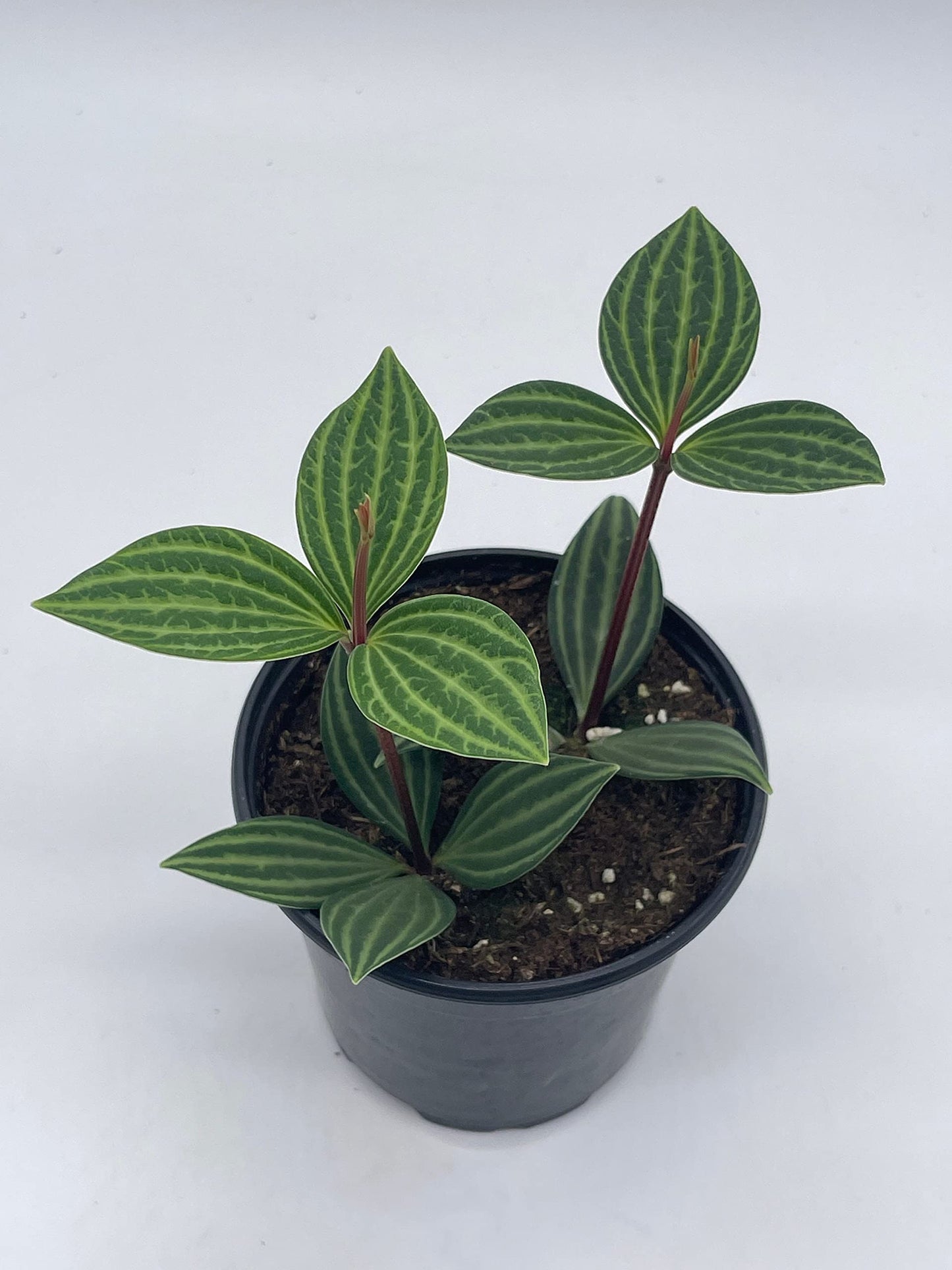 Peperomia Puteolata, 4 inch, Stilt Peperomia, Parallel Peperomia