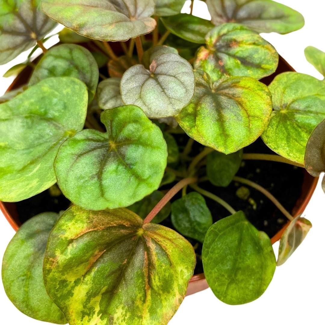 Harmony Foliage Peperomia Pink Lady 4 inch