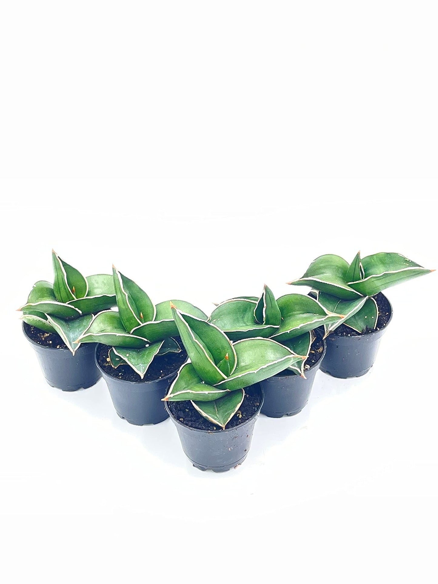 sansevieria ehrenbergii for sale BubbleBlooms Sansevieria Samurai Dwarf (Sansevieria ehrenbergii Banana – Florida House Plants