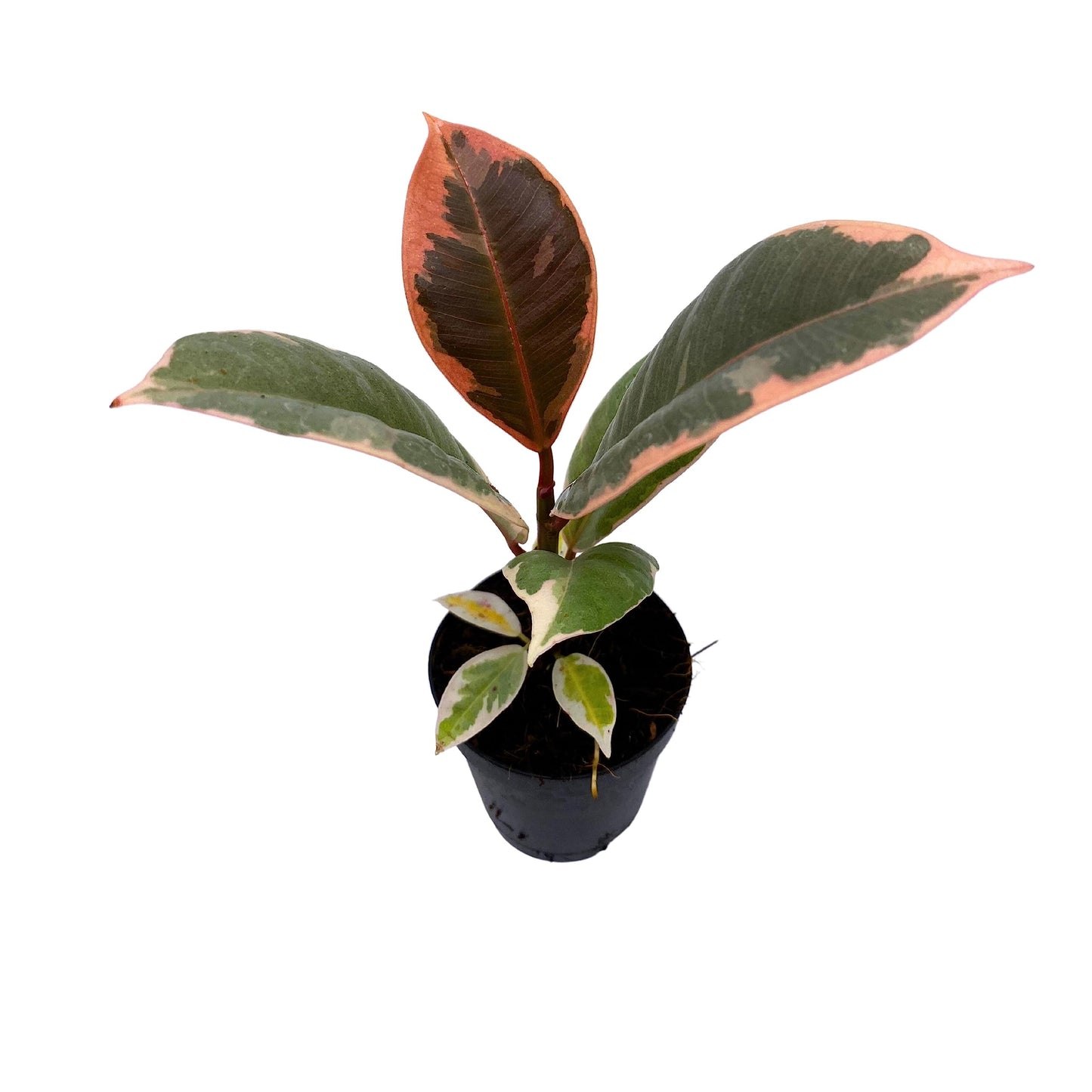 Ficus Ruby, Ruby Rubber Tree, Ficus Elastica Ruby in 2 inch Pot