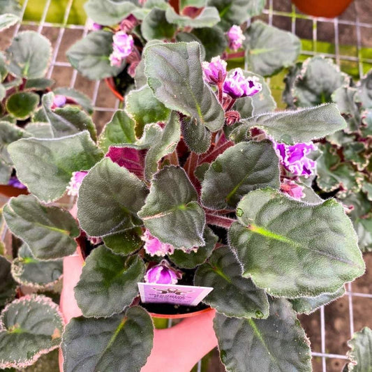 Wrangler's Spanish Dancer African Violet, 4 inch, Gesneriad Purple Flower White Ruffle Edge Albomarginata Variegated