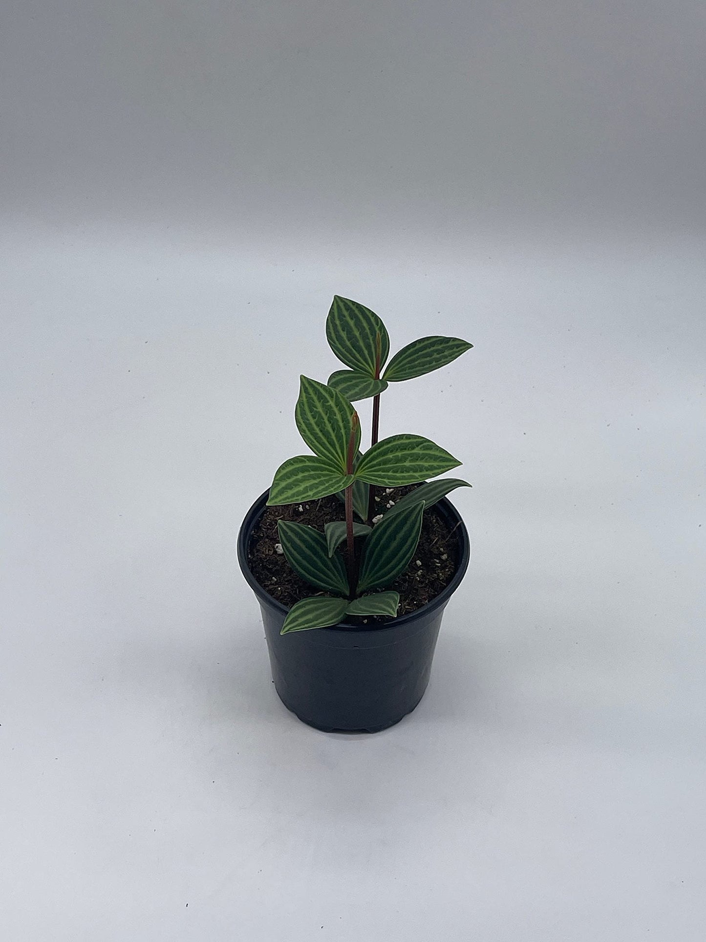 Peperomia Puteolata, 4 inch, Stilt Peperomia, Parallel Peperomia