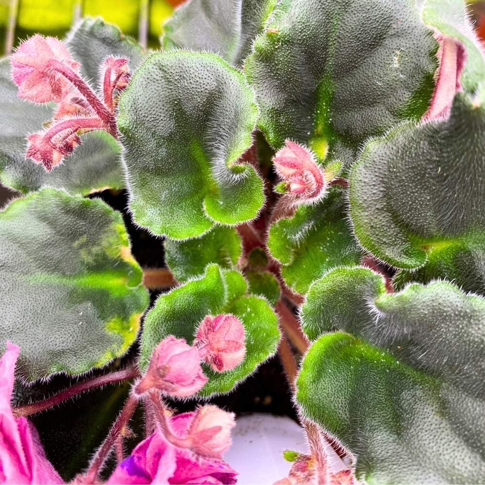 Suncoast Coral Razz African Violet, 4 inch, Gesneriad Pink Flower with Purple Flecks