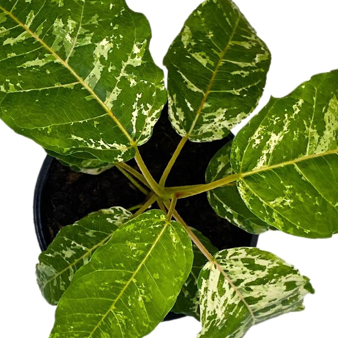 BubbleBlooms Variegated Clown Fig Ficus aspera parcelli in a 4 inch Pot