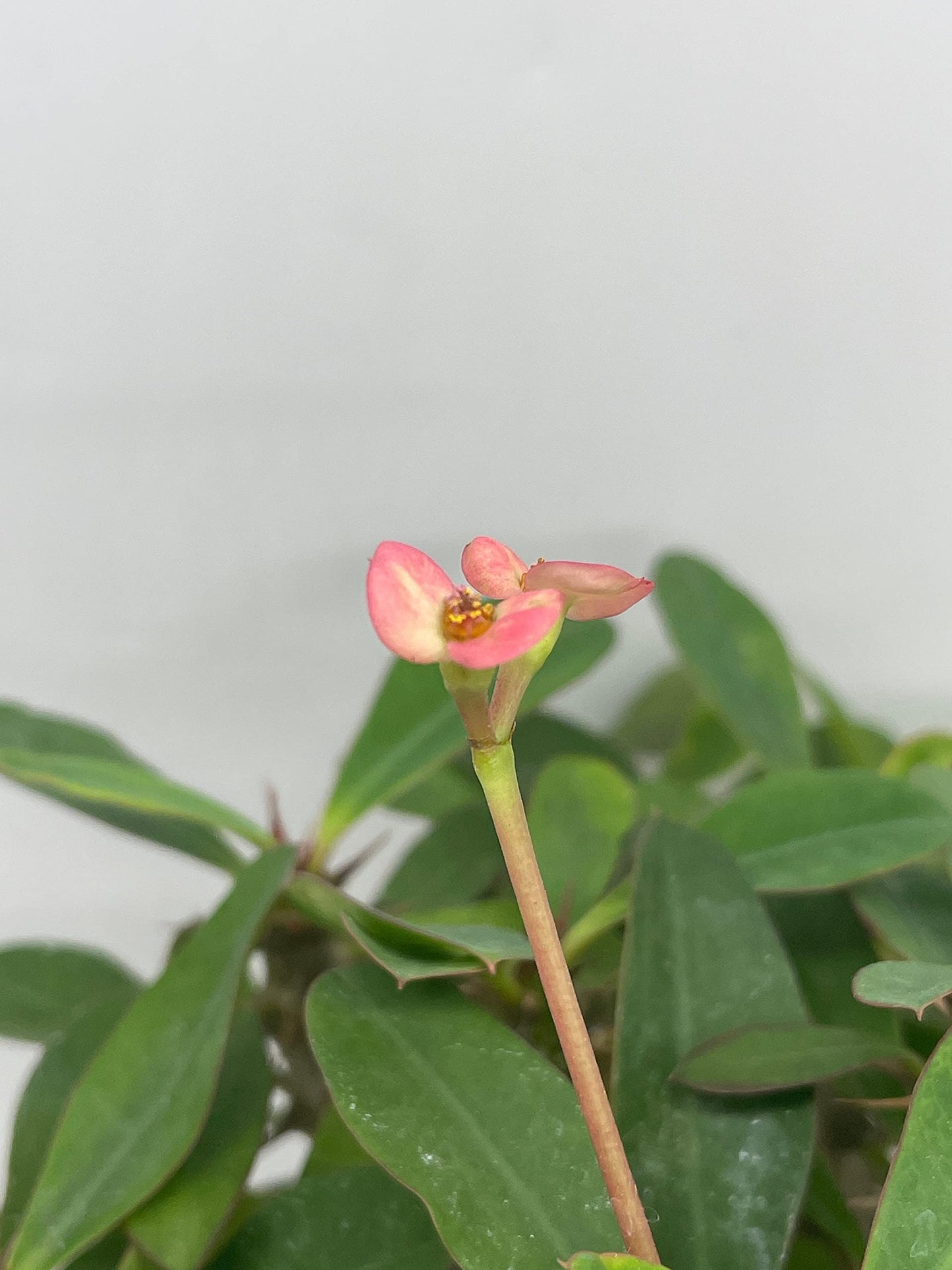 Crown of Thorns, Euphorbia milii, Madagascar Christ Thorn in a 4 inch Pot,