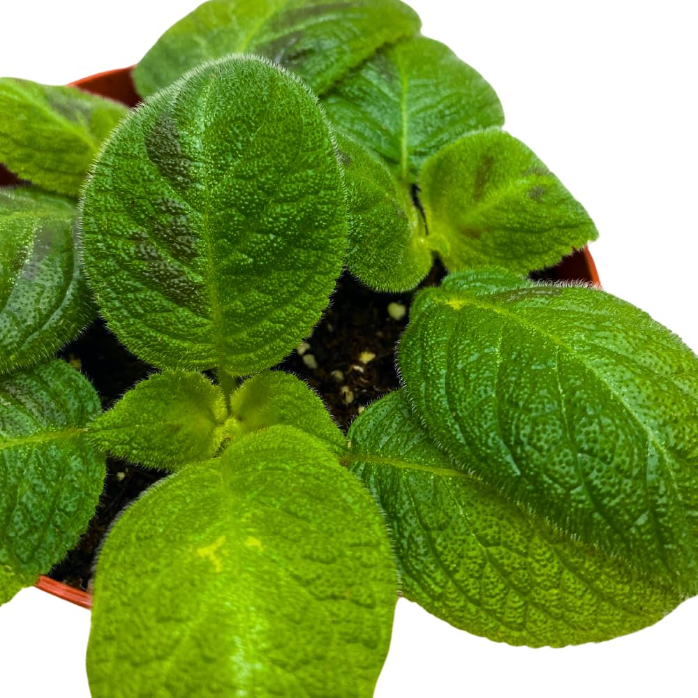 Harmony Foliage Harmony's Sorrento Sunrise Episcia 4 inch Green Flame Violet
