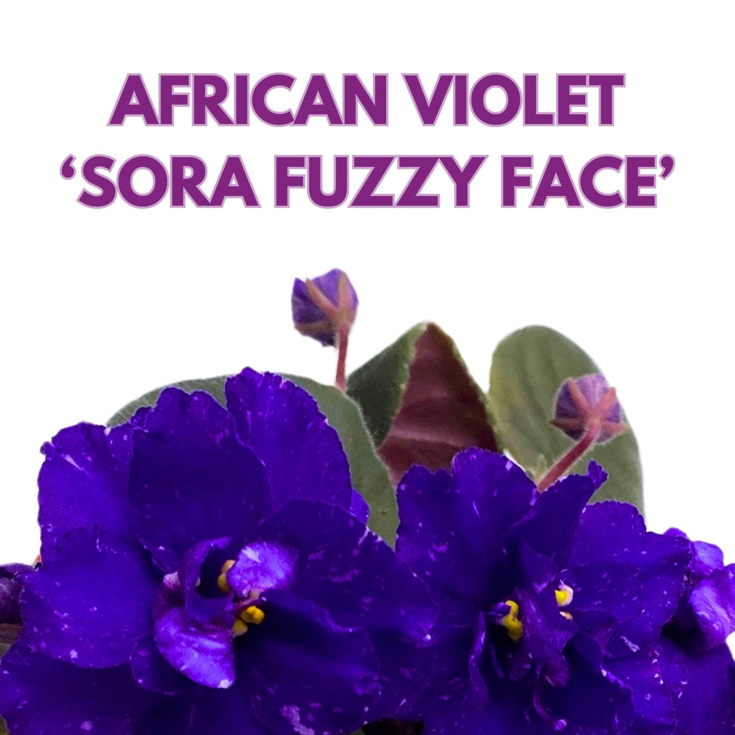 Harmony Foliage Sora Fuzzy Face African Violet Saintpaulia 4 inch