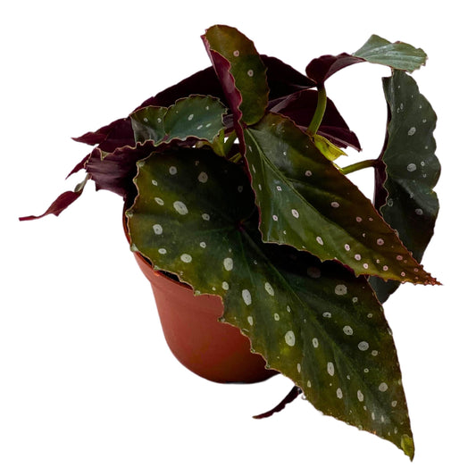 Harmony Foliage Harmony's Crinkle Dot Angel Wing Cane Begonia 4 inch