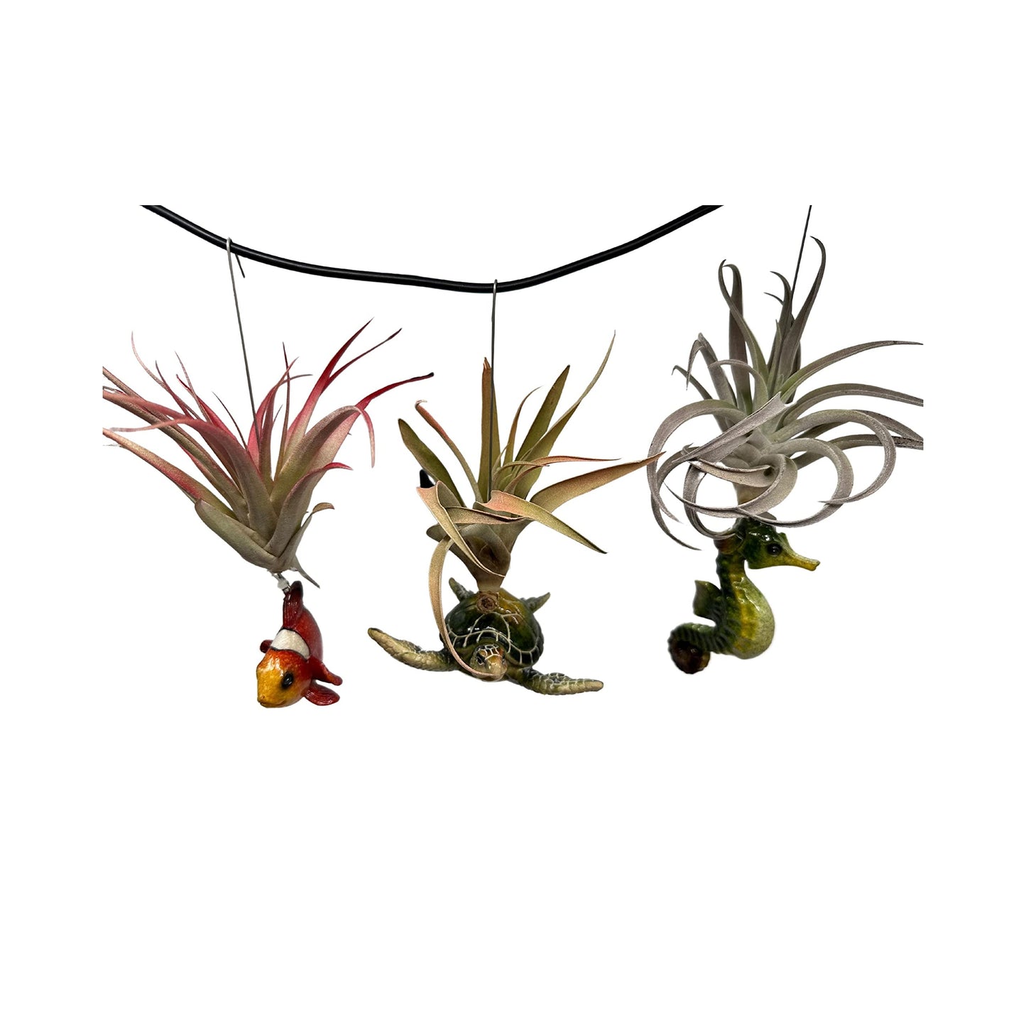 Tillandsia Planted in Hand Made Resin Sea Life Sculptures, Hanging Assorted Set of 3 Air Plants, Sea Horse, Turtle, Manatee