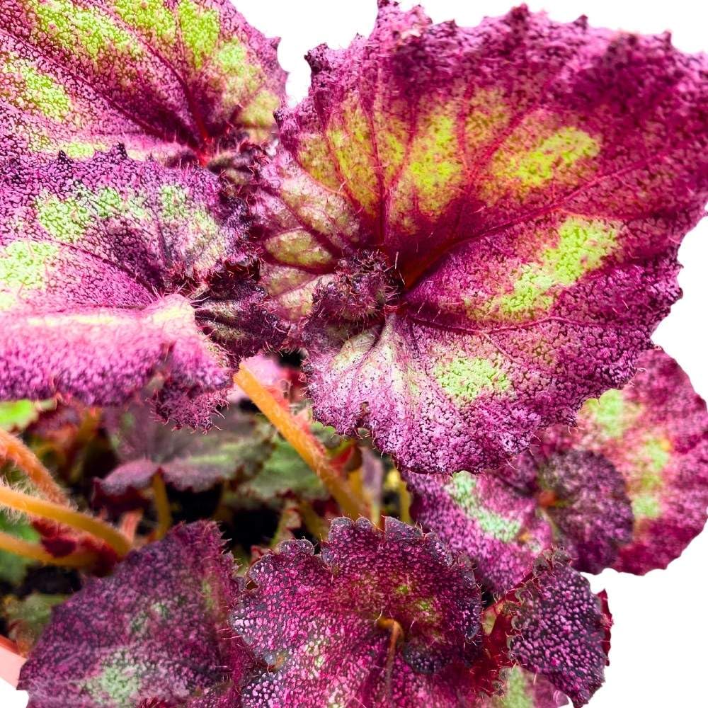 Harmony's Moody Mauve 6 inch Begonia Rex Glittery Pink