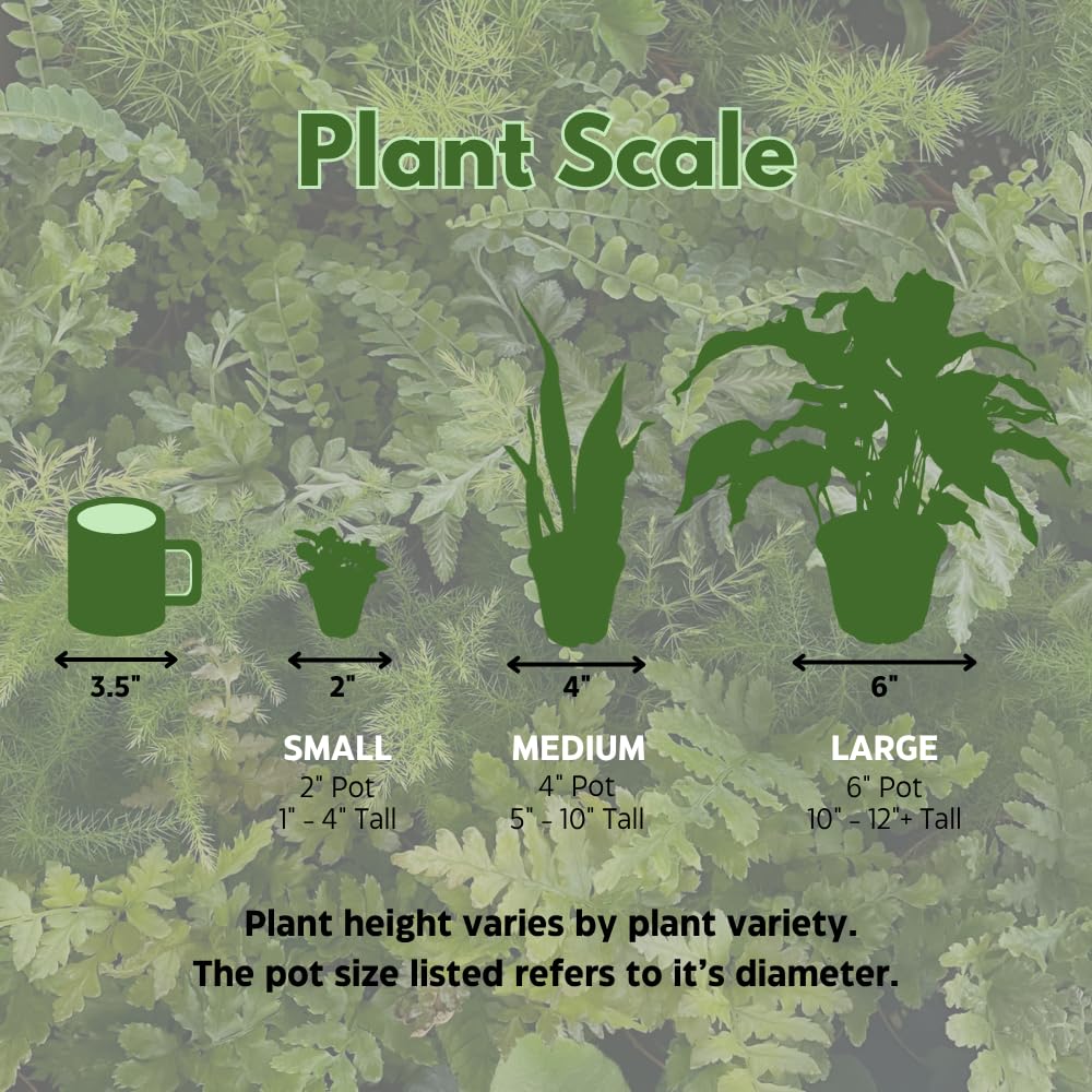 BubbleBlooms Desert Rose Chocolate Vietnam in a 4 inch Pot Extremely Rare Flower