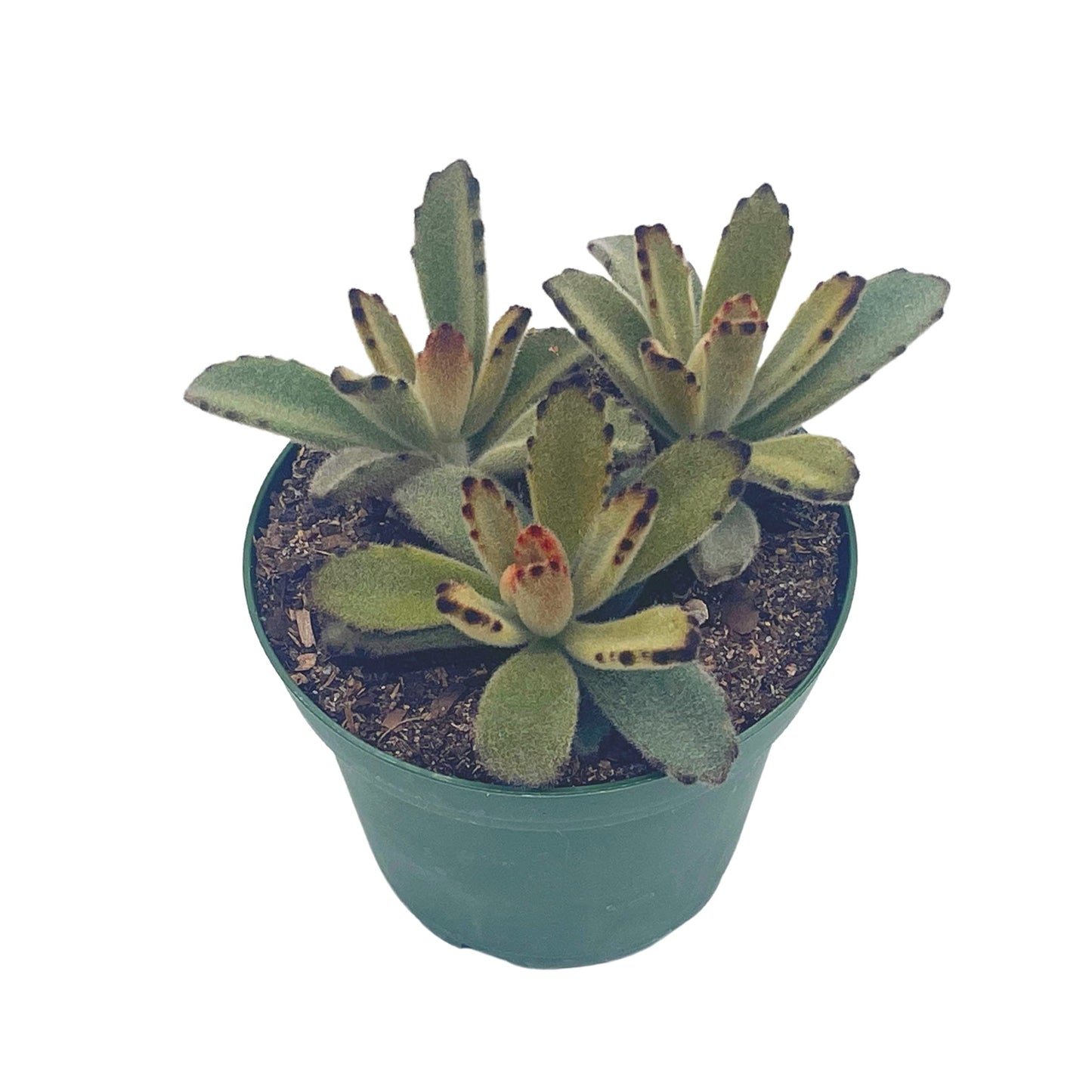 Chocolate Solider, 4 inch, Kalanchoe Tomentosa Velvet Panda Plush Plant