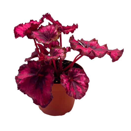 Harmony Foliage Begonia Rex Harmony's Cherry Blossom 6 inch