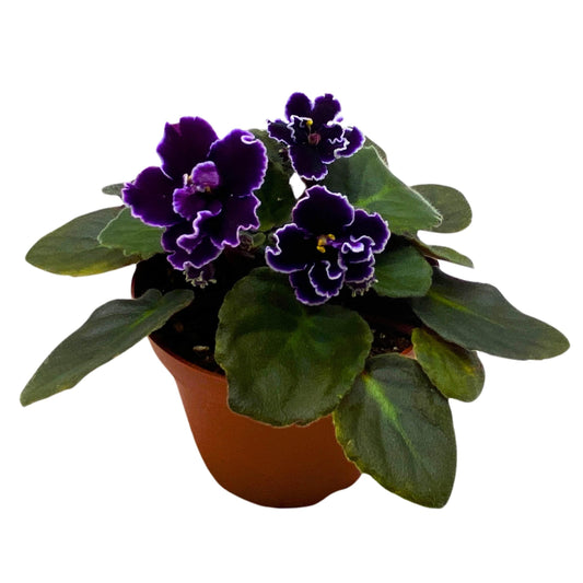 Harmony Foliage Edge of Darkness African Violet Saintpaulia 4 inch