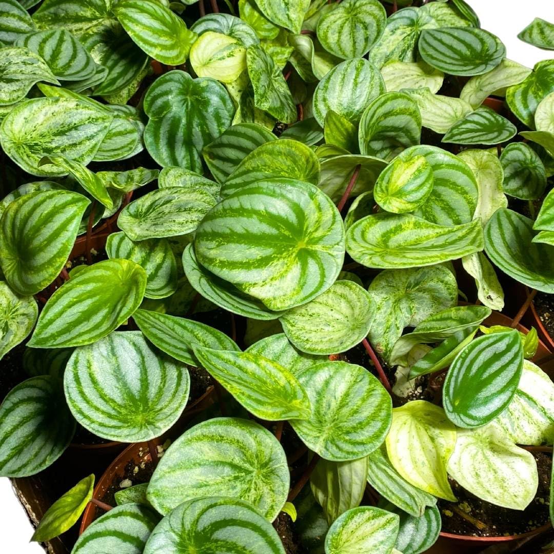 Harmony Foliage Harmony's Gold Dust Variegated Watermelon Peperomia in 4 inch pots 30-Pack Bulk Wholesale Plants