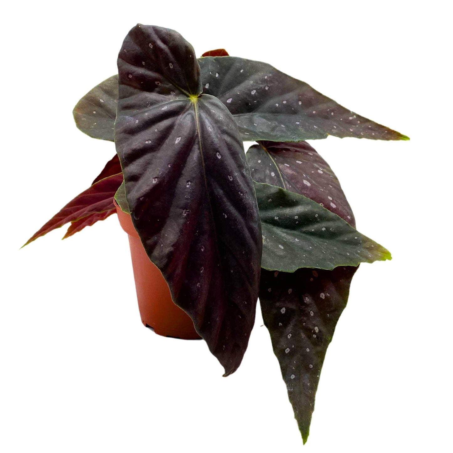 Harmony Foliage Harmony's Gypsy Angel Wing Cane Begonia 4 inch