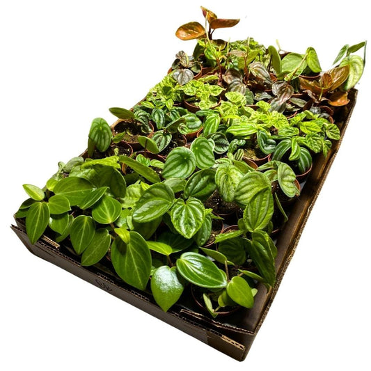 Harmony Foliage Rare Peperomia Assortment in 2 inch pots 45-Pack Bulk Wholesale Exotic Variegated Peps